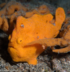 Antennarius commerson