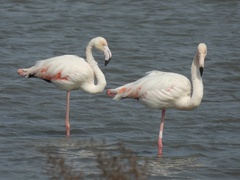 Phoenicopterus roseus