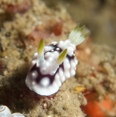 Goniobranchus geometricus