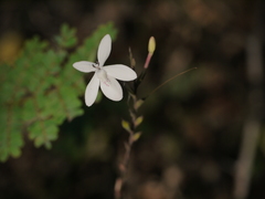Pseuderanthemum malabaricum