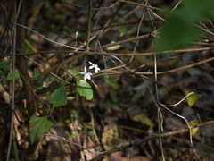 Pseuderanthemum malabaricum