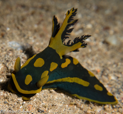Tambja gabrielae