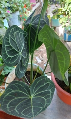 Anthurium clarinervium