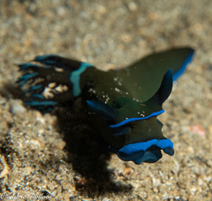 Tambja morosa