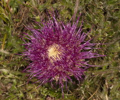 Cirsium drummondii