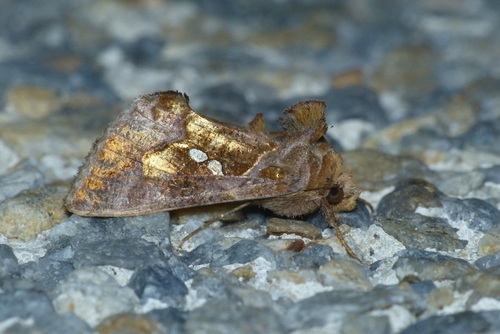 Chrysodeixis chalcites