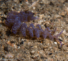 Pteraeolidia semperi