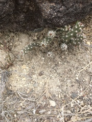 Micropuntia pulchella