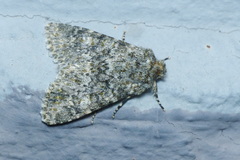 Polymixis flavicincta