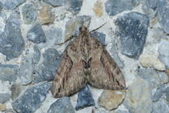 Thera cupressata