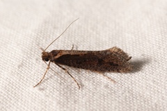 Eriocottis paradoxella