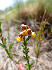 Hermannia joubertiana