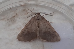 Isturgia spodiaria