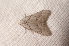Nola thymula