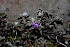 Astragalus geminiflorus