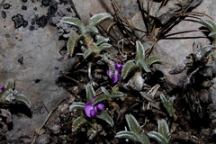 Astragalus geminiflorus