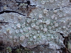 Pertusaria subambigens