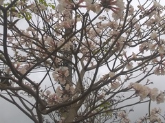 Tabebuia roseoalba