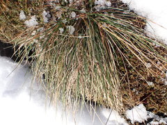 Festuca roemeri