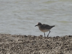 Pluvialis squatarola