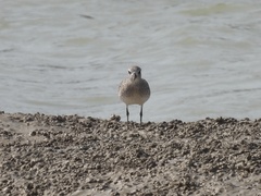 Pluvialis squatarola