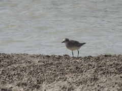 Pluvialis squatarola