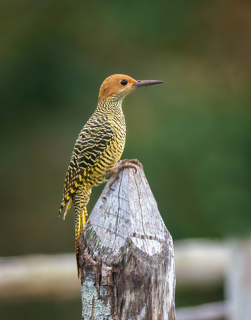 Fernandina's Flicker