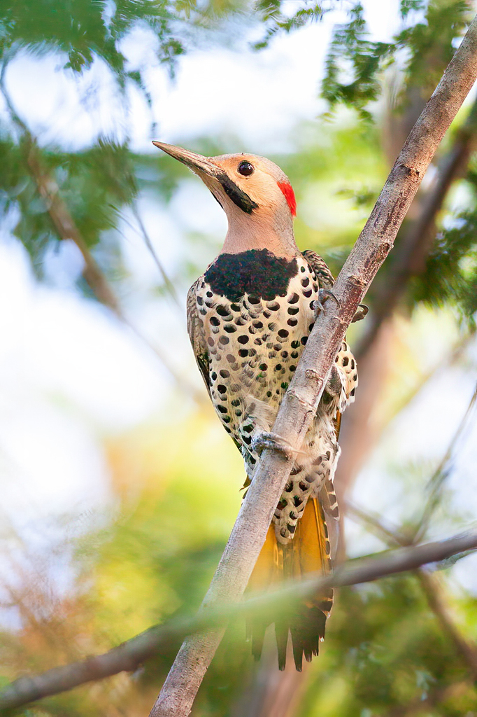 Mexican Red-shafted Flicker
