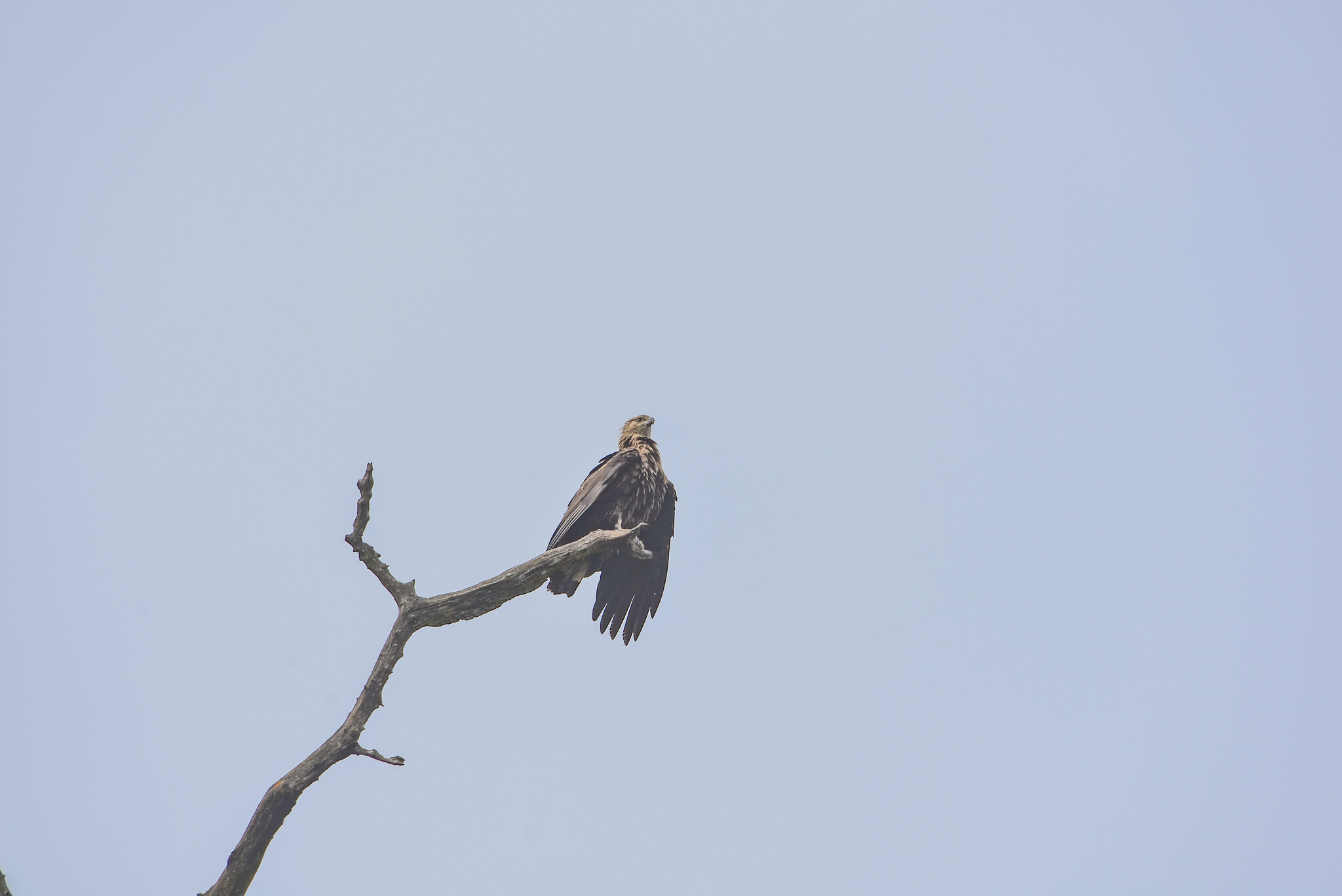 Pallas's Fish Eagle