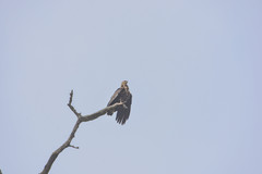 Haliaeetus leucoryphus
