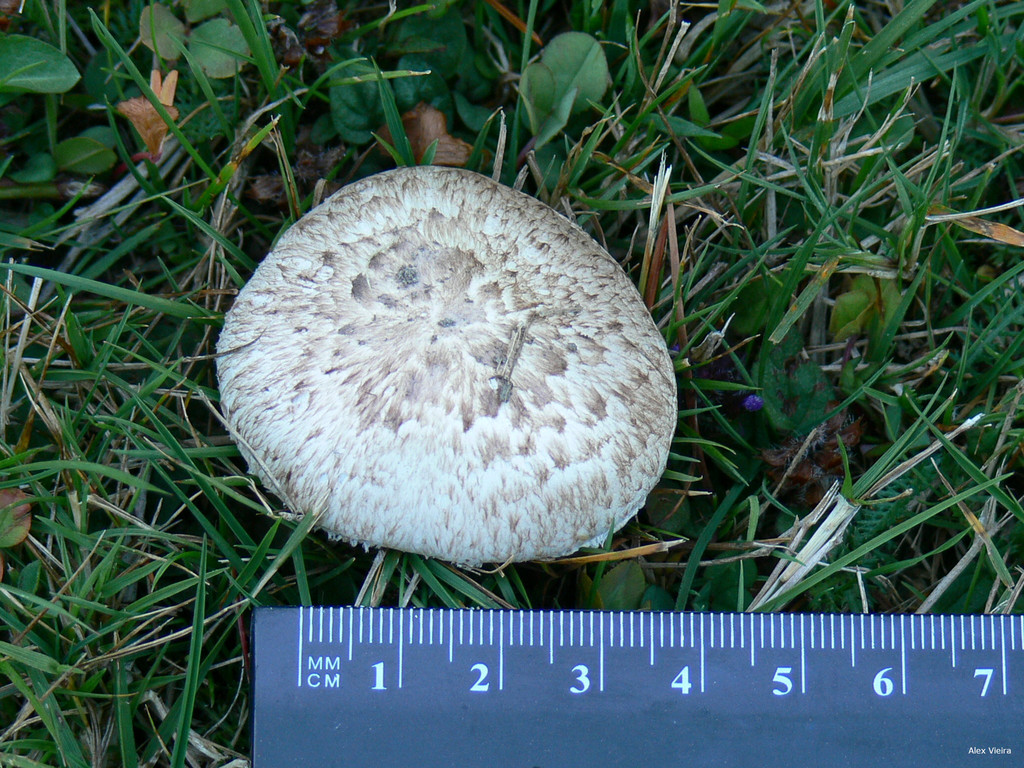 field and button mushrooms from Queenstown, New Zealand on March 30