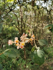 Miconia dodecandra
