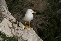 Larus michahellis