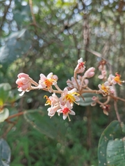 Miconia dodecandra