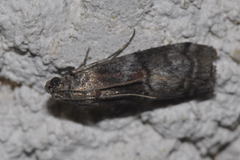 Acrobasis suavella