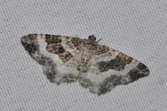 Epirrhoe rivata