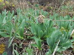 Allium nutans