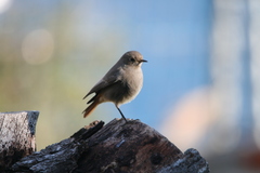 Phoenicurus ochruros