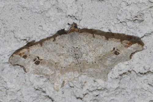 Sharp-angled Peacock Moth, photo 3 of 8