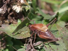 Psorodonotus