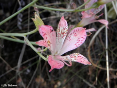 Alstroemeria versicolor