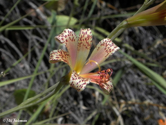 Alstroemeria versicolor