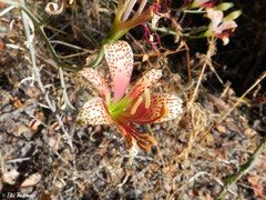 Alstroemeria versicolor