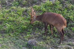 Axis porcinus porcinus