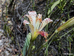 Alstroemeria versicolor