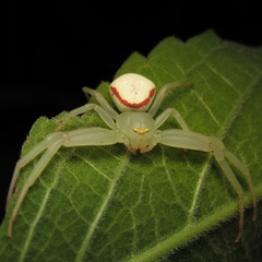 Misumenops callinurus