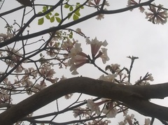 Tabebuia roseoalba