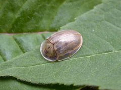 Physonota unipunctata