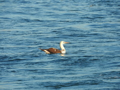 Morus bassanus