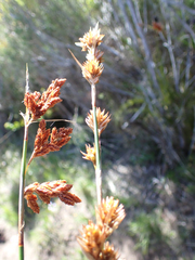 Thamnochortus fruticosus